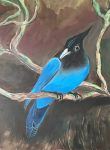 Stellar’s Jay