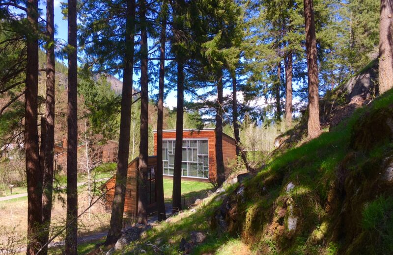 Spring Forest Canyon Wren