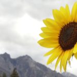 Sunflower background