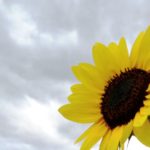 Sunflower background