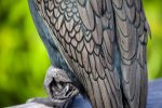 Feathered Friend (Cormorant)