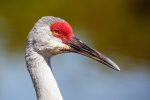 Here’s Lookin’ at You Kid (Great Egret)