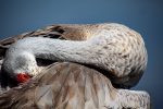 Peek-a-Boo (Sand Crane)